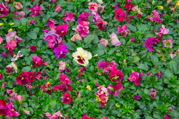 Fototapeta premium pansy plants flowers carpet, background texture