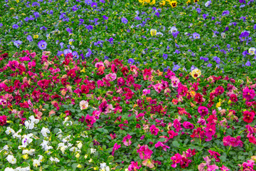 pansy plants flowers carpet, background texture