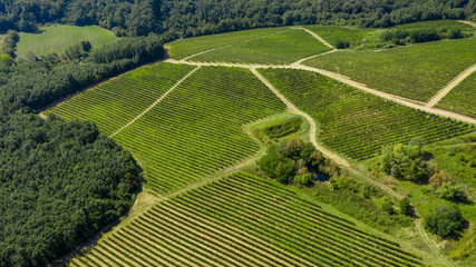 Aerial shot of rows of vineyards with grapevine and winery, drone shot