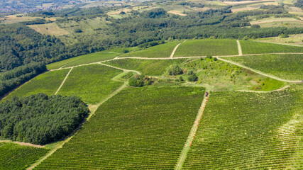 Fototapeta na wymiar Aerial shot of rows of vineyards with grapevine and winery, drone shot
