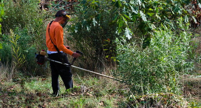 Homem a cortar vegeta&ccedil;&atilde;o, desbastagem  de plantas, matas, ervas, m&aacute;scara protectora e m&aacute;quina de desbaste, jardim
