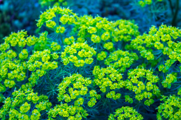 Fototapeta na wymiar yellow bush flowers , nature background