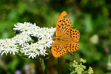Papillon Tabac d'Espagne