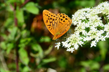 Papillon Tabac d'Espagne