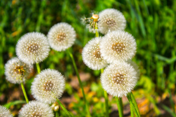 dandelion flower seeds in the garden
