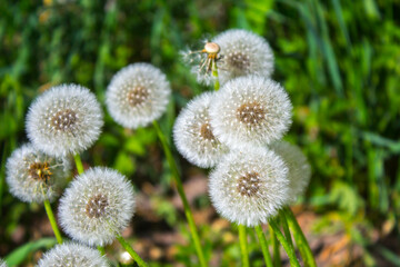 dandelion flower seeds in the garden