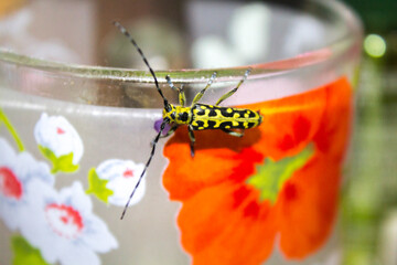 closeup big yellow beetle , nature