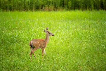 Young male white-tailed deer walking through meadow with tall grass 