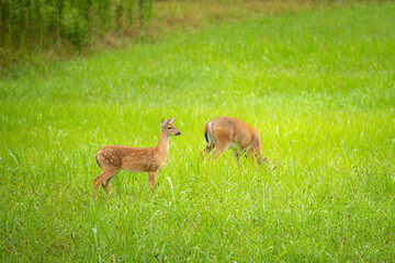 Two young fawns grazing in meadow with tall grass 