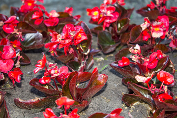 red flowers plants in the ground