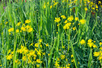 meadow, summer yellow wildflowers, nature