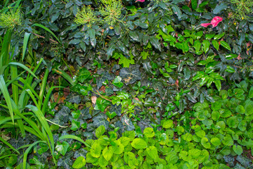 green grass, bushes background texture