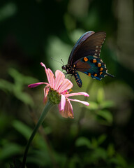 Butterfly on pink flower