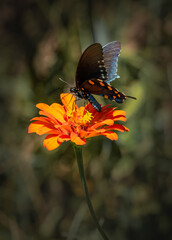 Butterfly on orange flower