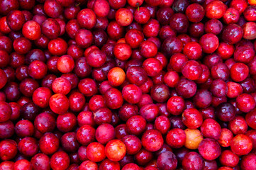 Red juicy cherry plum berries close up