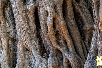 the texture of the centuries-old olive tree trunk