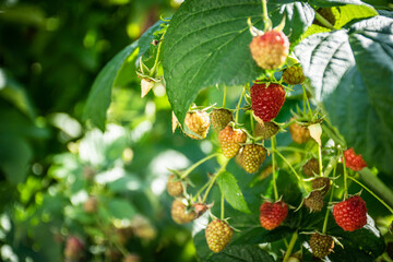 Raspberry fruits in the garden.
