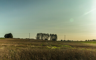 Corn meadow field, tractor road