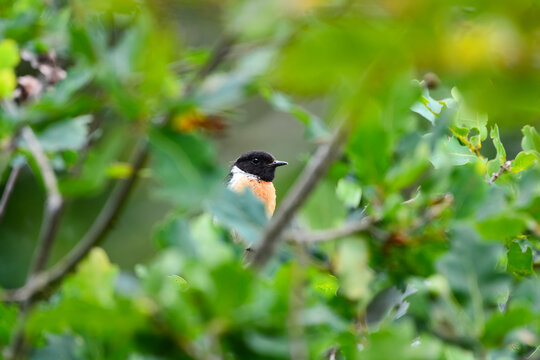 Tarieren Bilder Durchsuchen 330 Archivfotos, und