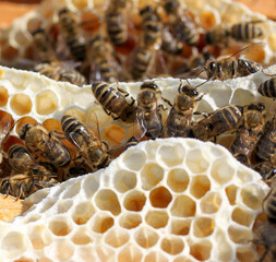 bees in the hive