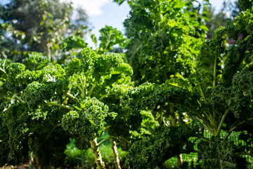 Fototapeta na wymiar A lot of kale leaves and bushes.