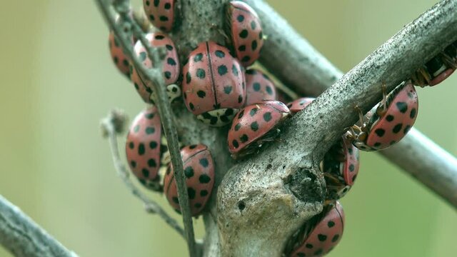 Colony of 18-spot orange ladybirds, ladybug, lady beetle,   sit on branch and scatter across evening meadow. View macro insect in wildlife