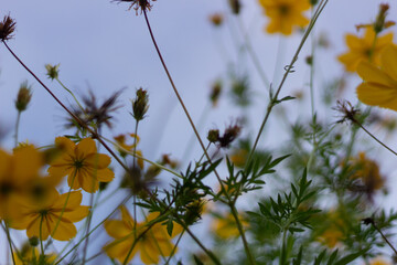 flowers and sky