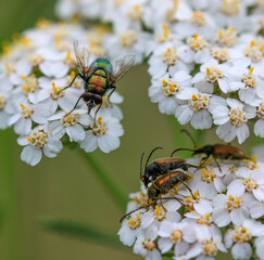 bee on a flower