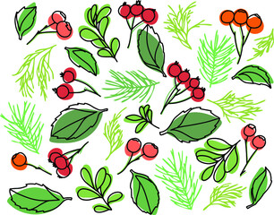 Botanical set with berries, leaves, spruce 