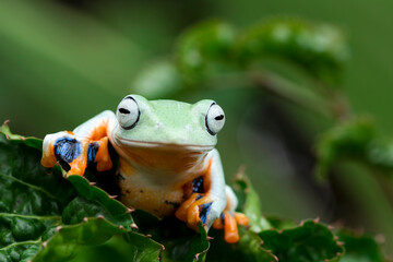 Javan tree frog on green leaves