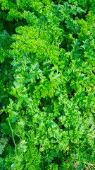 Green juicy curly parsley close-up leaves