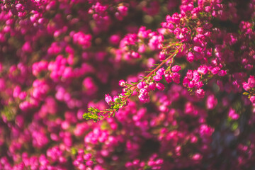 Close picture of pink bell heather.