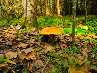 orange cap boletus