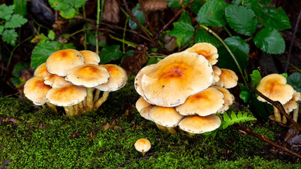 mushrooms in the forest