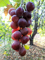 A small bunch of grapes in the garden against the backdrop of the sun. Some berries shine through in the light