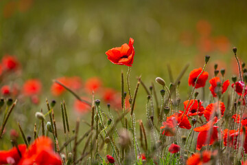 Obraz premium A Field of Poppies