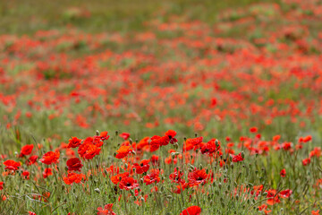 Vibrant Poppies in a Field