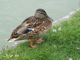 tłusta kaczka © EwaAF