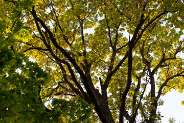 golden leaves and sun of old big oak tree in fall day in park with blue sky