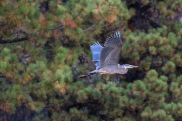Great Blue Heron in Flight