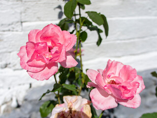 bush of pink roses. Flowers, rosa, rosaceae