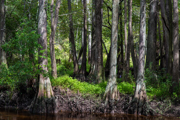 Along the Lumber River at Chalk Banks in Scotland County, NC