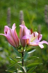 A pink tiger lily has blossomed out of a bulb in a country garden.