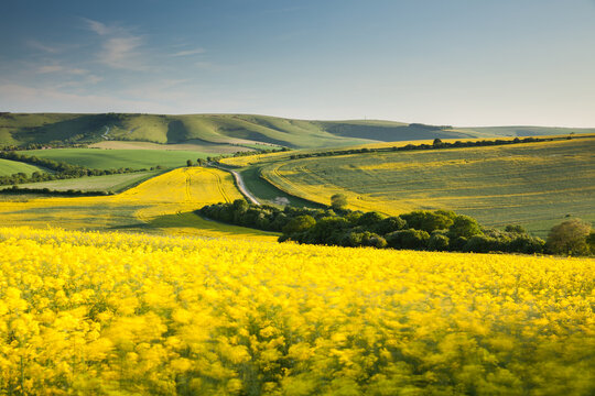 Flowering oilseed rape blowing in the wind at the South Downs National Park in East Sussex