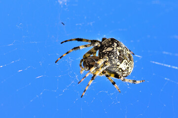 Une araignée au lac des Fétoules