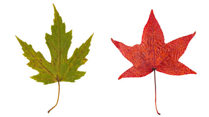 Green and Red tree leaf on isolated white background. Dried trees leaves. Autumn foliage. Fall season. Flat lay, top view, copy space.