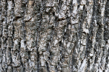 Gray bark on surface tree background