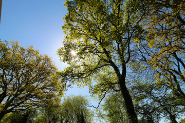 Obraz premium Sun shining through the trees