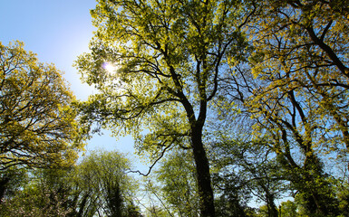 Fototapeta premium Sun shining through the trees