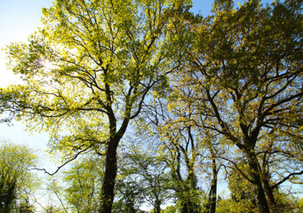Sun shining through the trees
